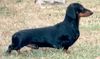 Kurzhaardackel Foto: Int.Ch.Ch.PL,SK,CR,RUS CARDO-CLEO Canis Venator (ID 8774) Kurzhaardackel Hund