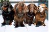 Kurzhaardackel Foto: Cardo,Ragazzo,Tora,Ada (ID 8787) Kurzhaardackel Hund