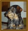 Kurzhaardackel Foto: Dackel Leo (ID 8548) Kurzhaardackel Hund