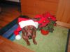 Kurzhaardackel Foto: Brina - santa (ID 4183) Kurzhaardackel Hund