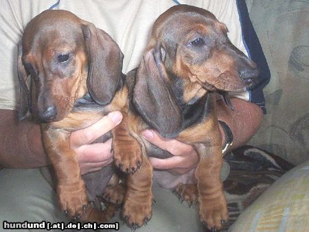 Kurzhaardackel Hunde Foto 24114 Kurzhaardackel Welpen (Int.Ch.Ragazzo Klan Ady Lowczyni xElta Norowy Wachach)