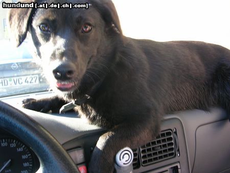 Kurzhaardackel Hunde Foto 21181 Kurzhaardackel Ich liiiebe Auto fahren...egal wo ich liege :-)
