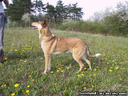 Kurzhaarcollie nochmal Monty, hier 1 Jahr jung