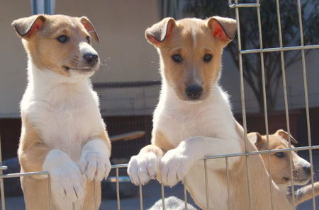 Kurzhaarcollie Cody (rechts)