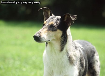 Kurzhaarcollie Kurzhaarcollie auf einer Ausstellung