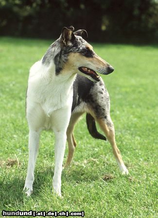 Kurzhaarcollie Kurzhaarcollie auf einer Ausstellung