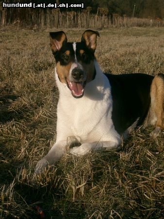 Kurzhaarcollie Sheriff Sammy vom Ihlpol