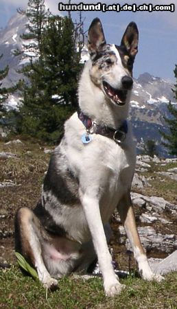 Kurzhaarcollie Timor, blue-merle, geb. 22.7.1995