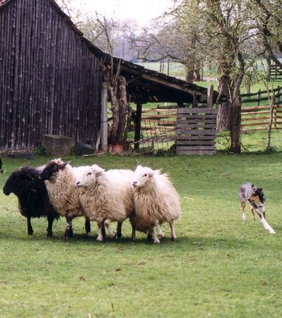 Kurzhaarcollie Loni hütet