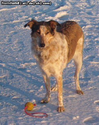 Kurzhaarcollie kaja am neusiedlersee/österreich