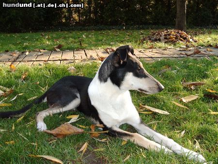 Kurzhaarcollie Shogun von Drachenfels, tricolor, geb.14.04.04