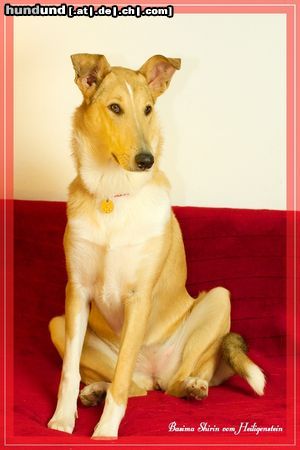 Kurzhaarcollie Hunde Foto 45145 in höherer Auflösung ansehen Kurzhaarcollie Basima vom Heiligenstein