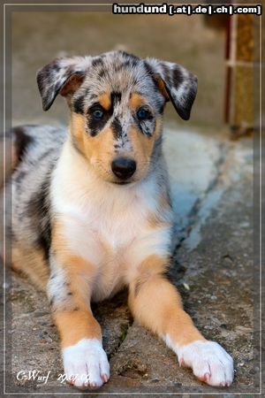 Kurzhaarcollie Hunde Foto 45143 in höherer Auflösung ansehen Kurzhaarcollie Cara vom Heiligenstein