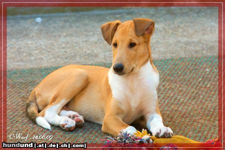 Kurzhaarcollie Cooper vom Heiligenstein