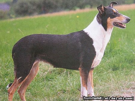 Kurzhaarcollie Hunde Foto 20873 in höherer Auflösung ansehen Kurzhaarcollie