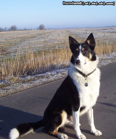 Kurzhaarcollie Lester in St. Peter-Ording