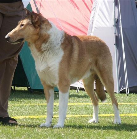 Kurzhaarcollie Auf einer Ausstellung fotografiert