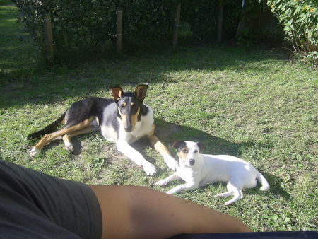 Kurzhaarcollie Freends for ever ;-) Hugo mit JackRusselHündin Cocki