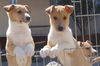 Kurzhaarcollie Foto: Cody (rechts) (ID 38096) Kurzhaarcollie Hund