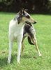 Kurzhaarcollie Foto: Kurzhaarcollie auf einer Ausstellung (ID 15366) Kurzhaarcollie Hund