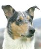 Kurzhaarcollie Foto: Der stolze Archie (ID 37256) Kurzhaarcollie Hund