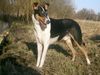 Kurzhaarcollie Foto: Sheriff Sammy vom Ihlpol (ID 45707) Kurzhaarcollie Hund