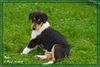 Kurzhaarcollie Foto: Caruso vom Heiligenstein (ID 45144) Kurzhaarcollie Hund
