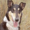 Kurzhaarcollie, Smooth Collie