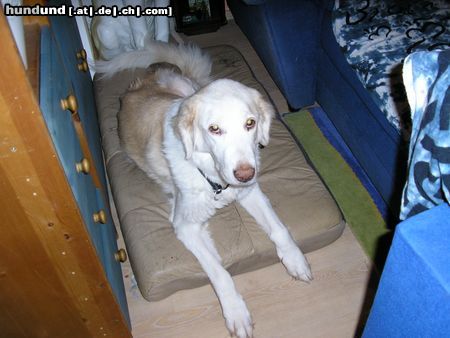 Kuvasz Unser 12 Jahre altes Kuvasz Mix Mädchen