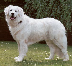Kuvasz Hunde Foto 308 Kuvasz
