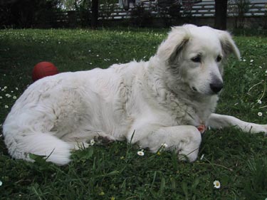 Kuvasz Aika