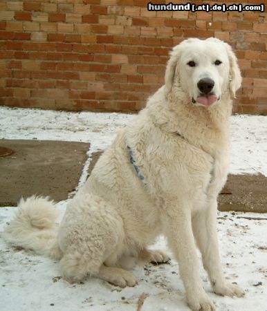 Kuvasz Artus