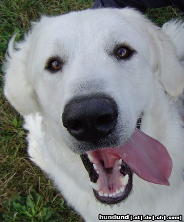 Kuvasz Balou Artemis vom reinen Kristall