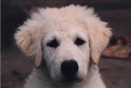 Kuvasz Welpen von den Teichfeen