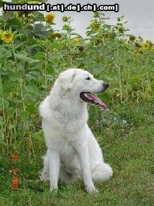 Kuvasz Balou Artemis vom reinen Kristall