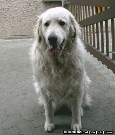 Kuvasz Kira von den Teichfeen  geb.12.12.02