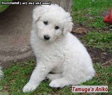 Kuvasz Tamuga's Anikó, 5 Wochen alt