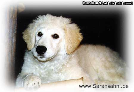 Kuvasz Sarah (Amara zum weißen Flöckchen)