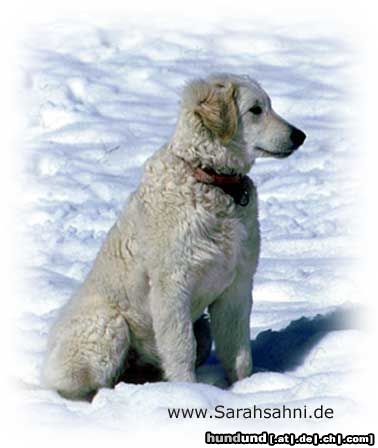 Kuvasz Sarah im Schnee