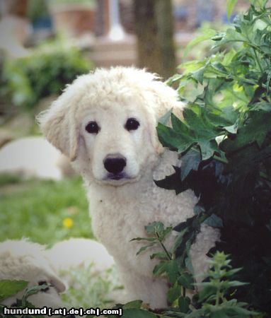 Kuvasz 10 Wochen alter Welpe aus dem W-Wurf vom Quecksilber 