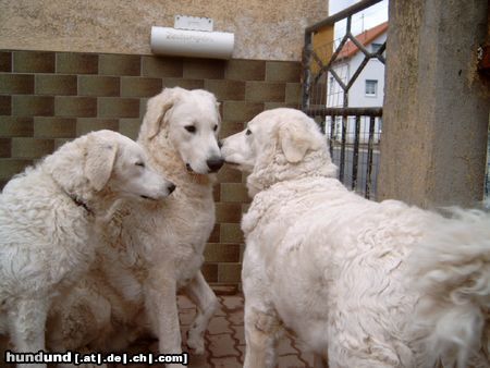 Kuvasz Alisha, Artus und Ayla