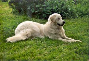 Kuvasz Hunde Foto 1407 Kuvasz Ambrosia Amy