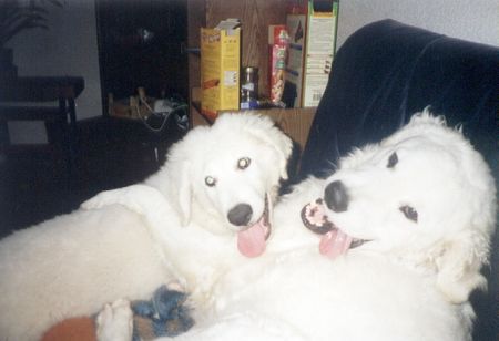 Kuvasz Hunde Foto 1096 Kuvasz Artus und Ayla beim Schmusen