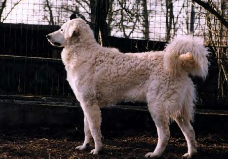 Kuvasz Hunde Foto 1485 Kuvasz Joy von den Teichfeen