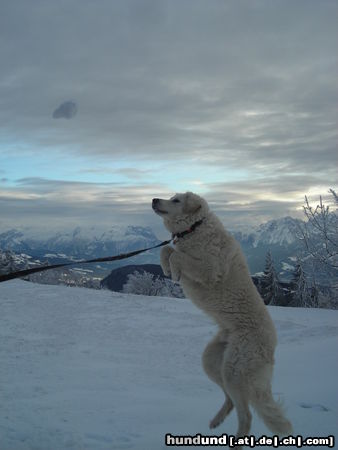 Kuvasz Luftsprung, 11 Monate alter Kuvasz im Schnee