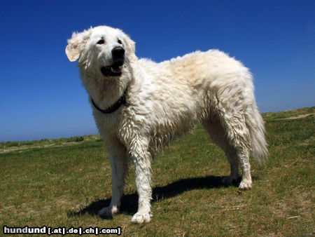 Kuvasz Balou Artemis vom reinen Kristall (9 Jahre)