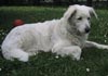 Kuvasz Hund