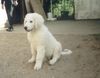 Kuvasz Hund