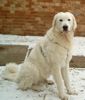 Kuvasz Hund