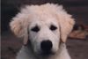 Kuvasz Foto: Welpen von den Teichfeen (ID 1863) Kuvasz Hund